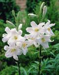 Annunciation lily